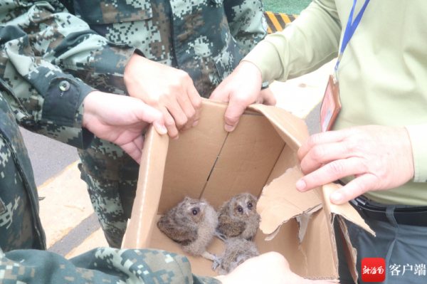 超萌!貓頭鷹幼崽“空降”訓練場 海南武警戰士暖心救助 超萌!貓頭鷹幼崽“空降”訓練場 海南武警戰士暖心救助