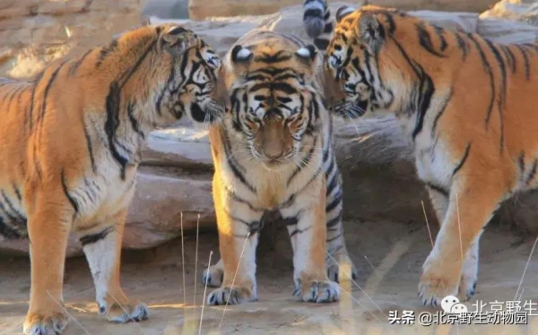 大爆料丨與萌虎來一場新年的約會 大爆料丨與萌虎來一場新年的約會