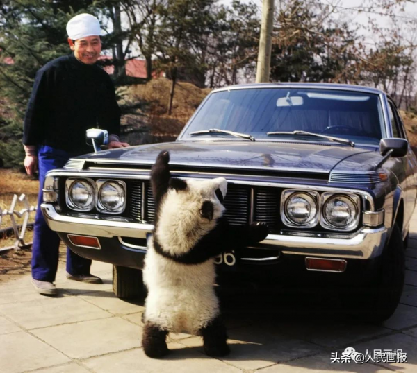 太可愛了吧！《人民畫報》裡的大熊貓檔案