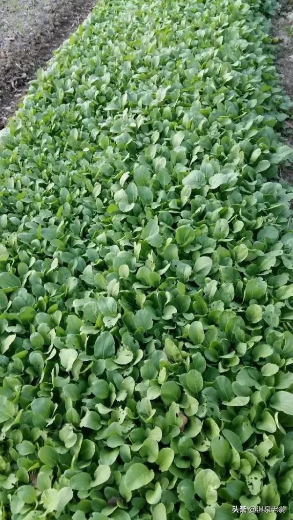小青菜種植正當時，你知道速成小青菜的技巧嗎？我告訴你如何做