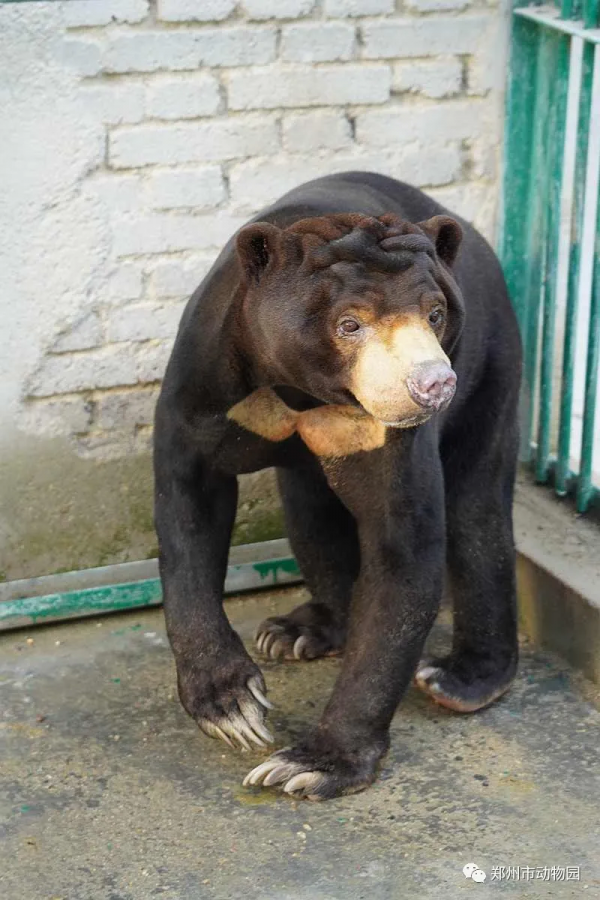 河南旅遊：熊熊界的“日月組合”，原來是它們