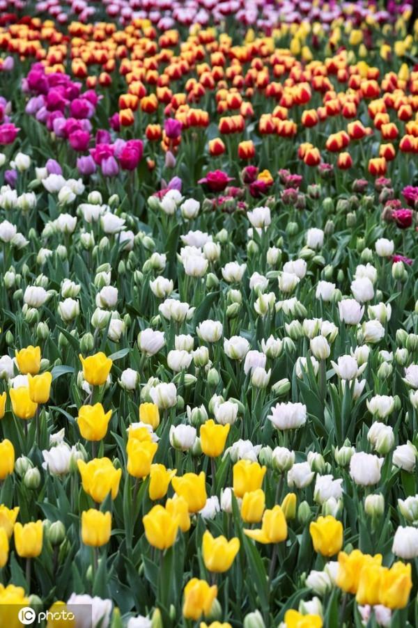 新加坡濱海灣花園舉行鬱金香花展 鮮花婀娜多姿