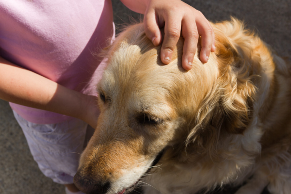 很多人都說準：從你養的狗，就知道你的性格