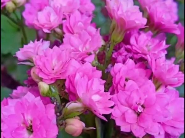 這一年 我的花花草草 驚豔了我的小院 驚豔了我的心