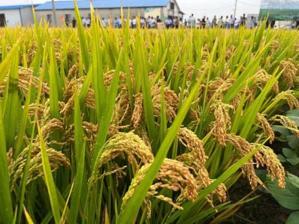 軟米稻品種寧香粳9號：早熟高產品質好，米飯口感軟，香味獨特