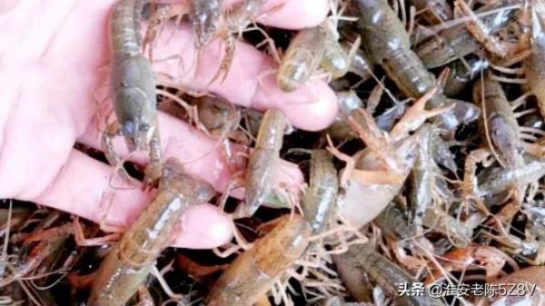 稻田培育小龍蝦苗，為何數量和規格跟別人相比差距大？