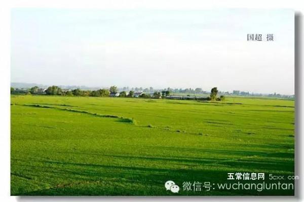 這是五常最美的夏日