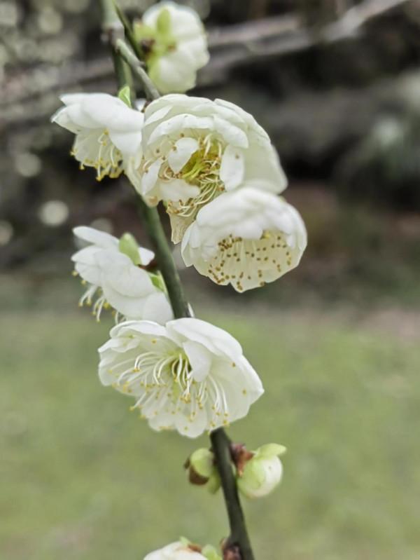 放棄午休去公園打卡
