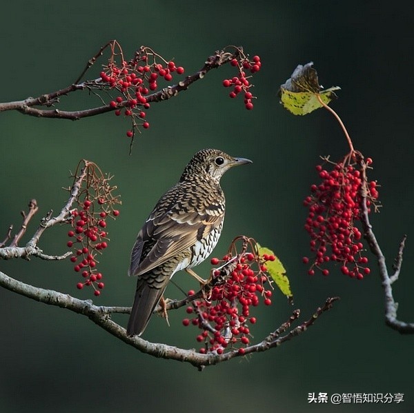 漂亮小鳥在等你欣賞，愛不釋手，萌得可愛