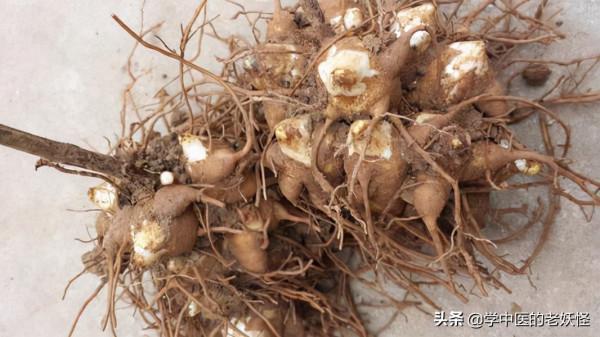 每日一中藥——附子