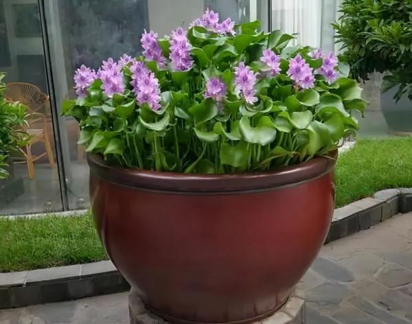 喜歡水的“7種花”,天天澆水也不怕,適合勤快的人 喜歡水的“7種花”,天天澆水也不怕,適合勤快的人