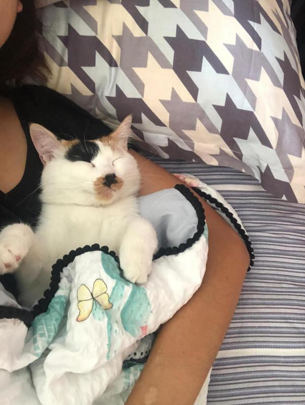 每一個流浪貓都可能是上天賜給你的禮物