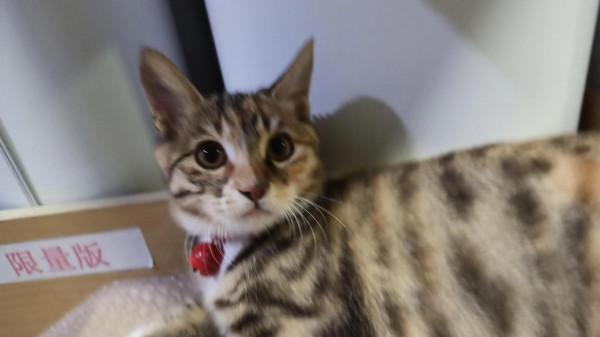 咦呀！貓生不過如此