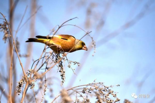 可愛的金絲雀 可愛的金絲雀