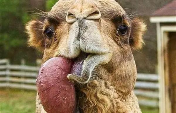 狗嘴裡吐不出象牙，為啥駱駝嘴裡能吐出肉球，不吃肉哪來肉球？