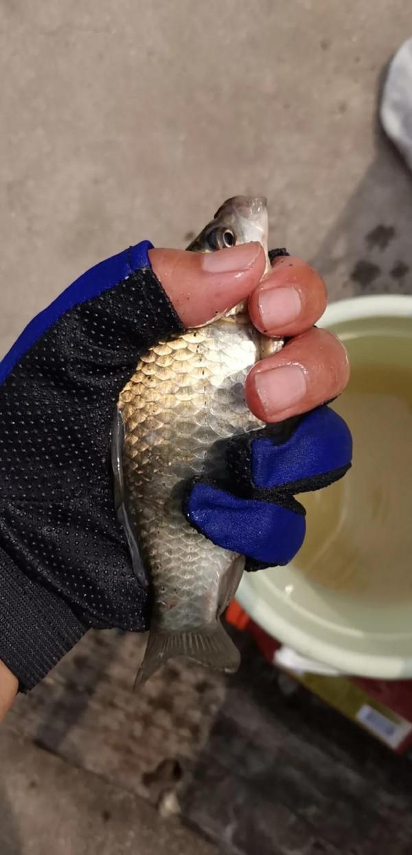 微山湖邊拉板鯽