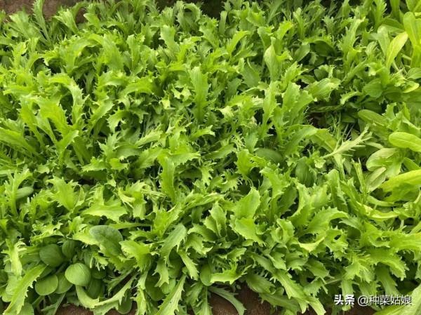 葉菜黃葉是缺肥造成的嗎？3種措施綜合管理，葉菜沒有黃葉不發愁