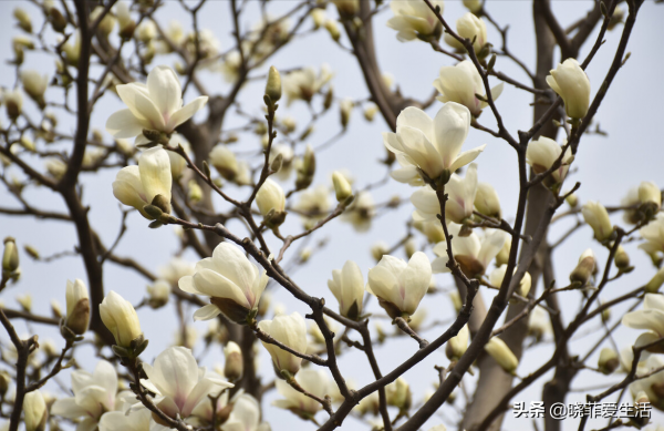 庭院常見的5種“吉祥樹”,高雅大氣有品位,養成老樁更“旺家” 庭院常見的5種“吉祥樹”,高雅大氣有品位,養成老樁更“旺家”