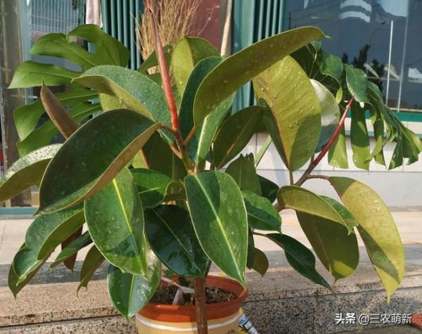 11種&OpenCurlyDoubleQuote;旺宅花&rdquo;愛喝醋，半月1小杯，葉漂亮花開不停