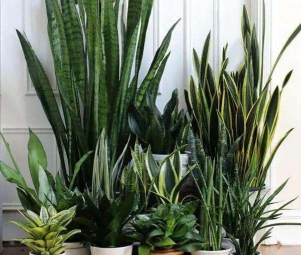 11種花得窮養,用小盆,少澆水,反而更精神 11種花得窮養,用小盆,少澆水,反而更精神