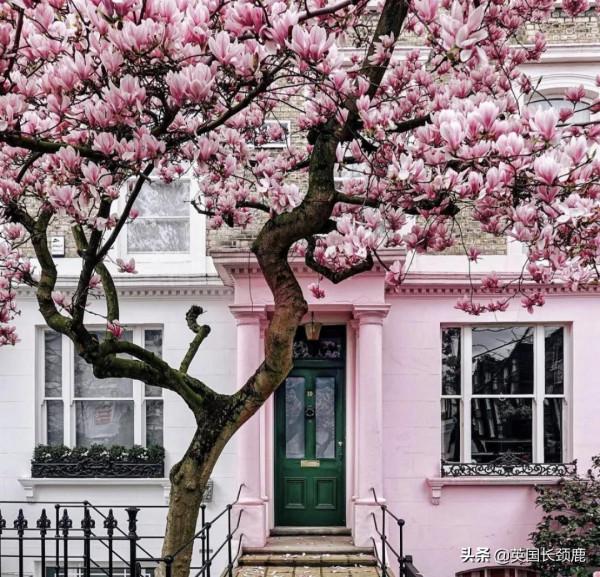 櫻花樹下的英國，你想念嗎？