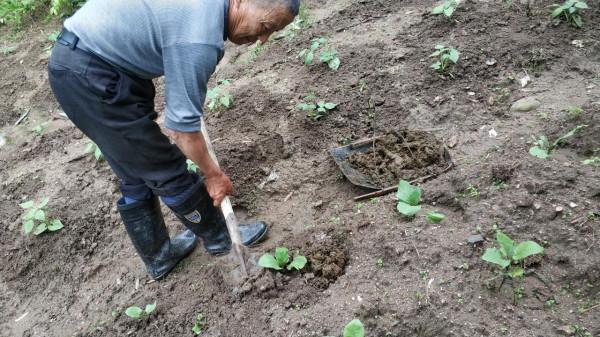 從這些蔬菜上你就能明白為什麼有些農村很少會有稀奇古怪的病