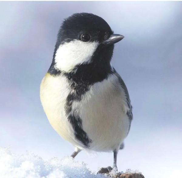 長了翅膀的絨球,萌萌噠 長了翅膀的絨球,萌萌噠