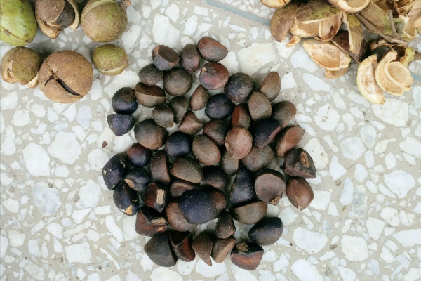 我國有一種“滿門忠烈”的野果，果拿來榨油，得了病的葉卻是水果