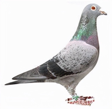 集鴿羽色分不清？看看這家鴿會發布的對照圖