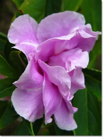 分享圖片，重瓣鳳仙花