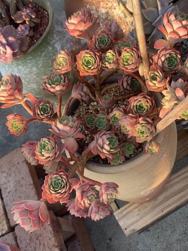 多肉植物的花語心願 多肉植物的花語心願