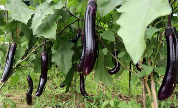 田園自然樂趣多、親子出遊新時尚 田園自然樂趣多、親子出遊新時尚