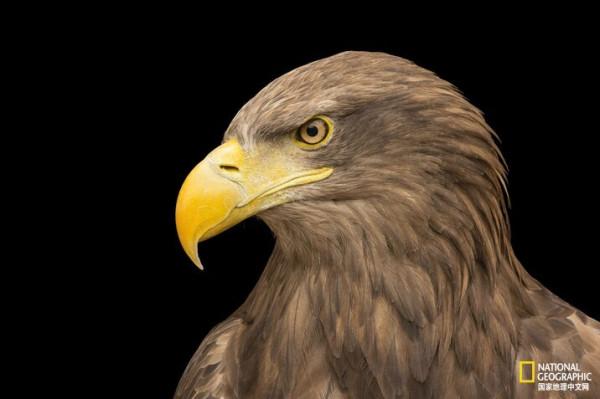 同樣都是雕,差距咋那麼大呢? 同樣都是雕,差距咋那麼大呢?