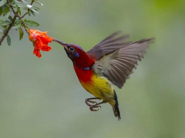 分享圖片,色彩斑斕,美麗無比的太陽鳥 分享圖片,色彩斑斕,美麗無比的太陽鳥