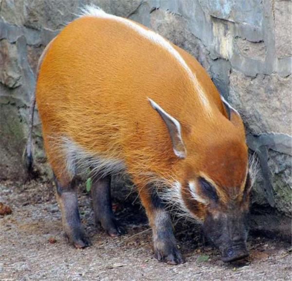 非洲上演“人豬大戰”，紅河豬氾濫成災，中國吃貨：能引進嗎