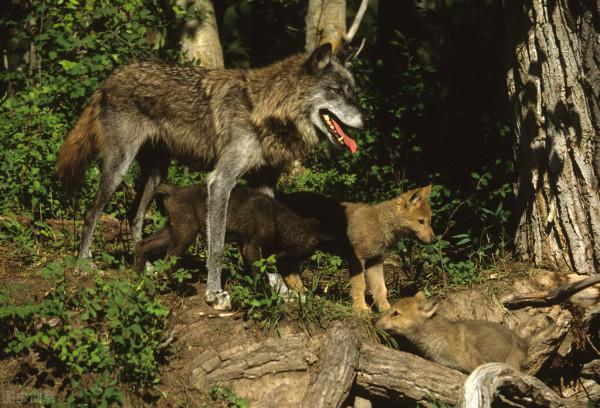 人與狼在草甸有約:周民草溝捉魚喂母狼,母狼替周民看護家園 人與狼在草甸有約:周民草溝捉魚喂母狼,母狼替周民看護家園