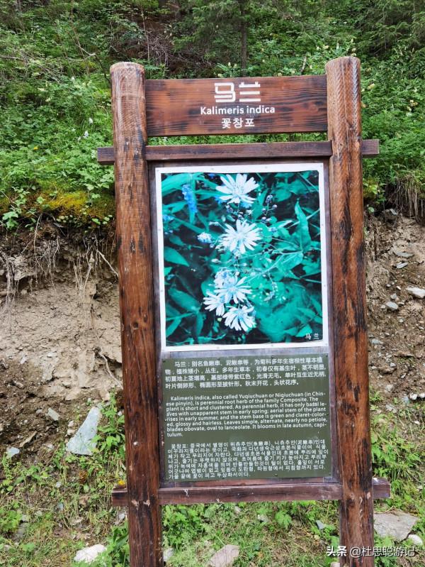 漢EV自駕新疆伊犁，乘坐區間車逛昭蘇打卡點夏塔景區