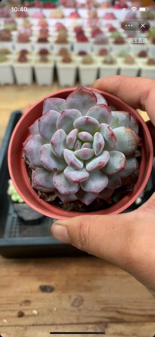 看了就想養的多肉啊