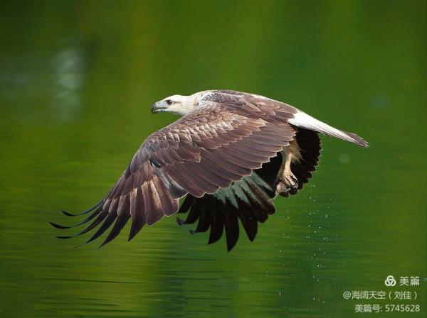 鳥類空中的戰鬥機&mdash;&mdash;白腹海雕
