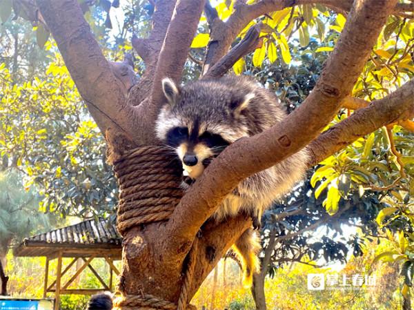 福虎迎新年 雲南野生動物園硬核&OpenCurlyDoubleQuote;年夜飯&rdquo;上菜啦
