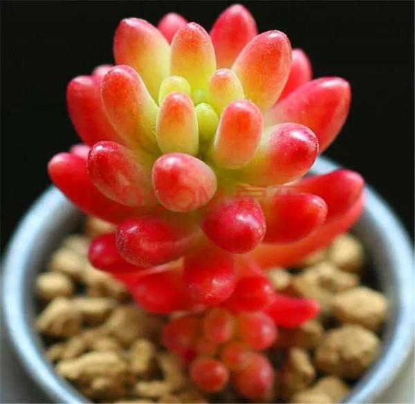 多肉盆栽，蝴蝶蘭多樣亮麗鮮豔