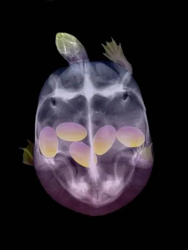 動物界中的龐然大物大賞，堪稱王者，難得一見，大開眼界