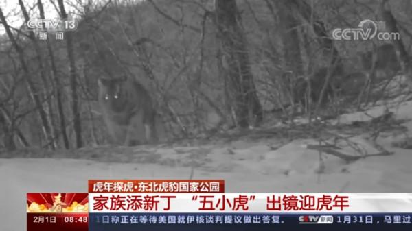 為迎虎年，春妮、二丫等3只母虎帶8只虎崽先後在長白林海出鏡