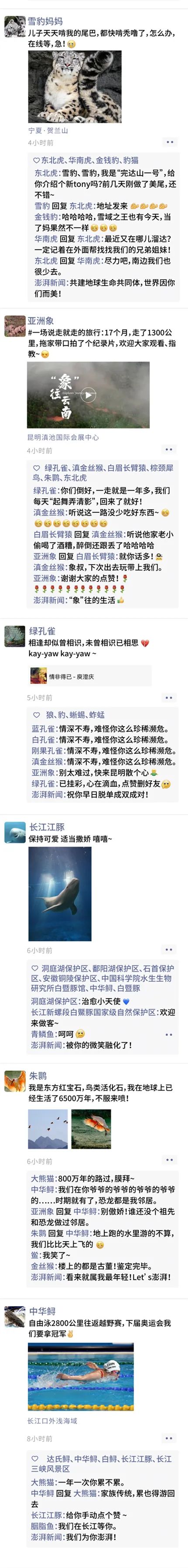 大熊貓“滾滾”的朋友圈