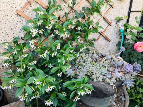 樓房養花也能養成大花園，選對植物半年爬成花牆，特省心