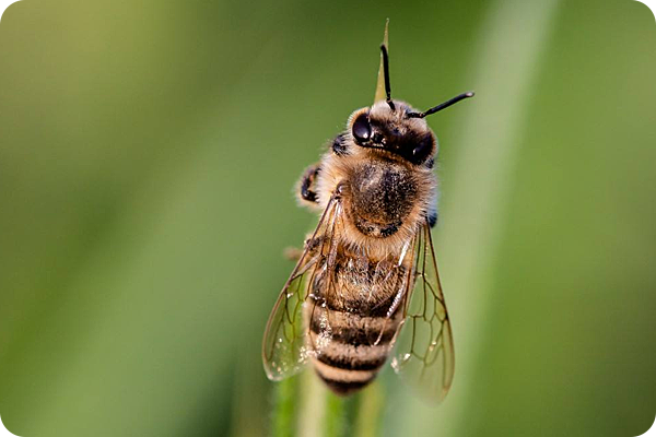 這種生物吞嚥空氣就能放屁，用屁聲與同伴交流