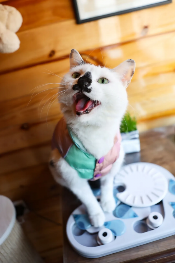 &OpenCurlyDoubleQuote;都督&rdquo;等你來搶！手慢無