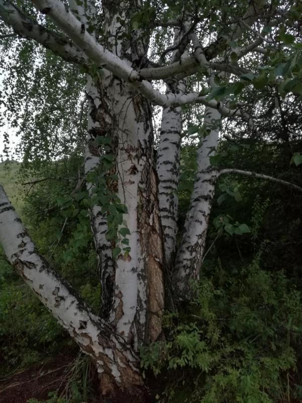 大美新疆八月全程遊記7：禾木印象-上（禾木橋、小木屋，下冰雹）