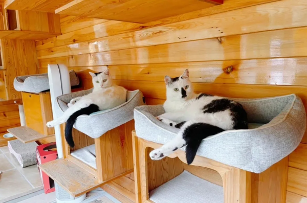 和小貓咪在一起的快樂,你懂個啥啊? 和小貓咪在一起的快樂,你懂個啥啊?