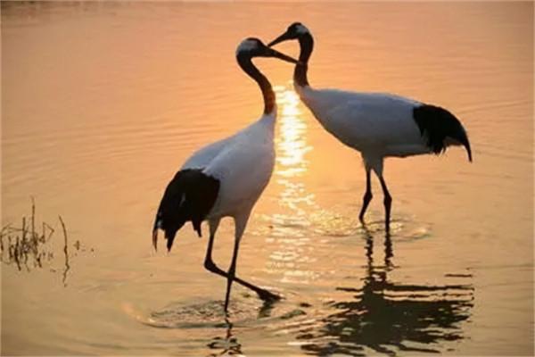 丹頂鶴女孩犧牲27年後，弟弟同樣在保護區殉職，今侄女接過接力棒